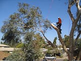 man cutting tree