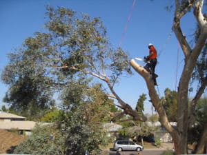 man cutting tree